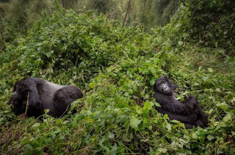 Rwanda’s Volcanoes National Park: Hiking with Gorillas