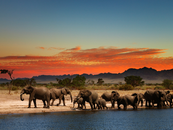 .Discovering the Wildlife of Zimbabwe:From Hwange to Mana Pools